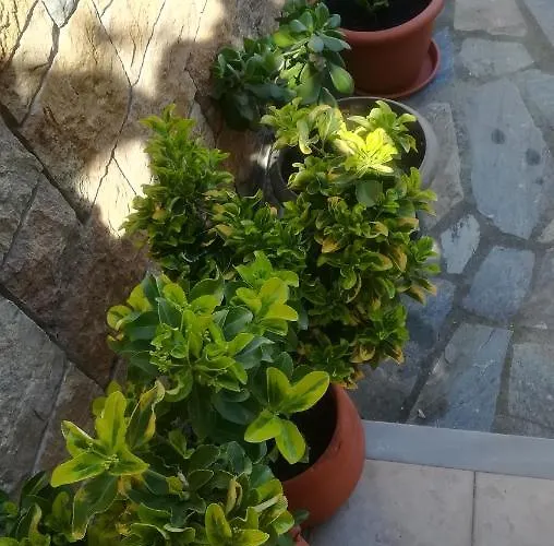 Paressa's House Apartman